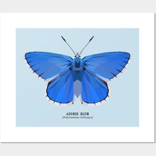 Adonis Blue Posters and Art